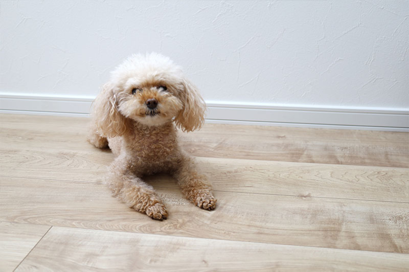 床・フローリングの張り替え